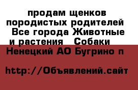 продам щенков породистых родителей - Все города Животные и растения » Собаки   . Ненецкий АО,Бугрино п.